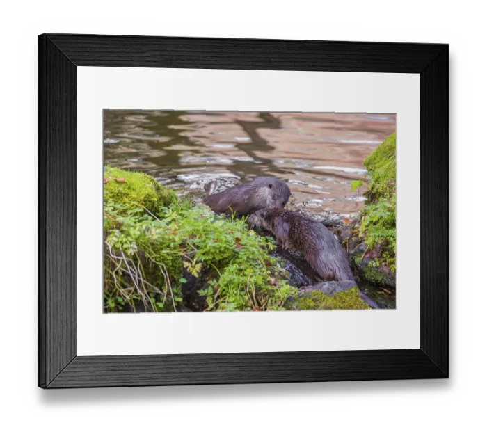 Framed Print : Two adult Eurasian otters (Lutra lutra) playing together on mossy rocks in a small stream Framed Print : Two adult Eurasian otters (Lutra lutra) playing together on mossy rocks in a small stream