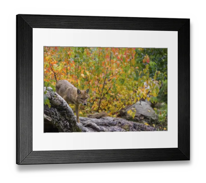 Framed Print : One golden jackal (Canis aureus) stands on a fallen tree trunk