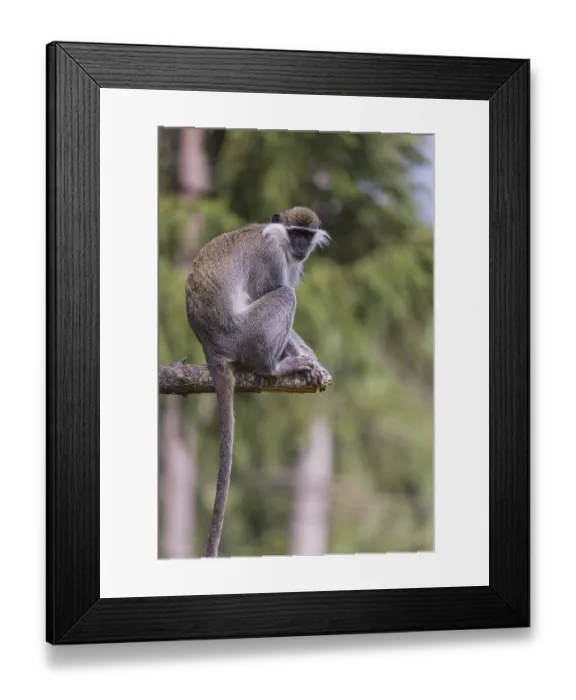 Framed Print : One grivet (Chlorocebus aethiops) sitting on the branch of a tree Framed Print : One grivet (Chlorocebus aethiops) sitting on the branch of a tree