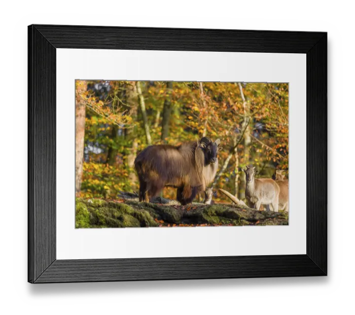 Framed Print : A male and a female Himalayan tahr (Hemitragus jemlahicus) stand on a rock