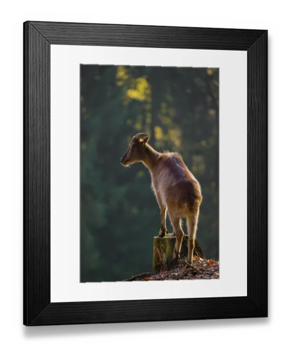 Framed Print : A female Himalayan tahr (Hemitragus jemlahicus) stands backlit on a tree stump at a forest edge