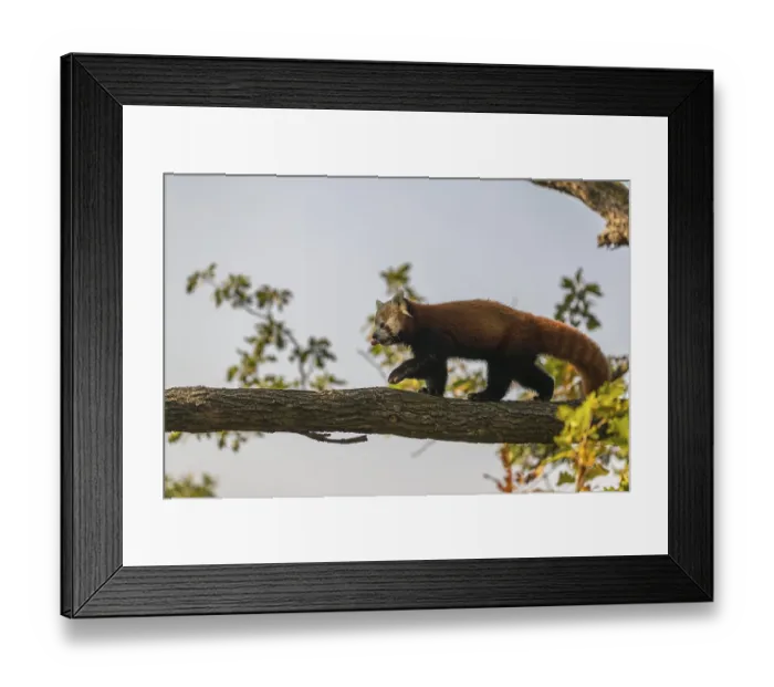Framed Print : One red panda, Ailurus fulgens Framed Print : One red panda, Ailurus fulgens
