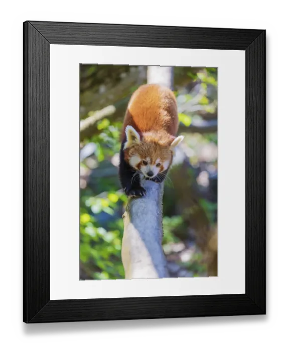 Framed Print : One red panda, Ailurus fulgens Framed Print : One red panda, Ailurus fulgens