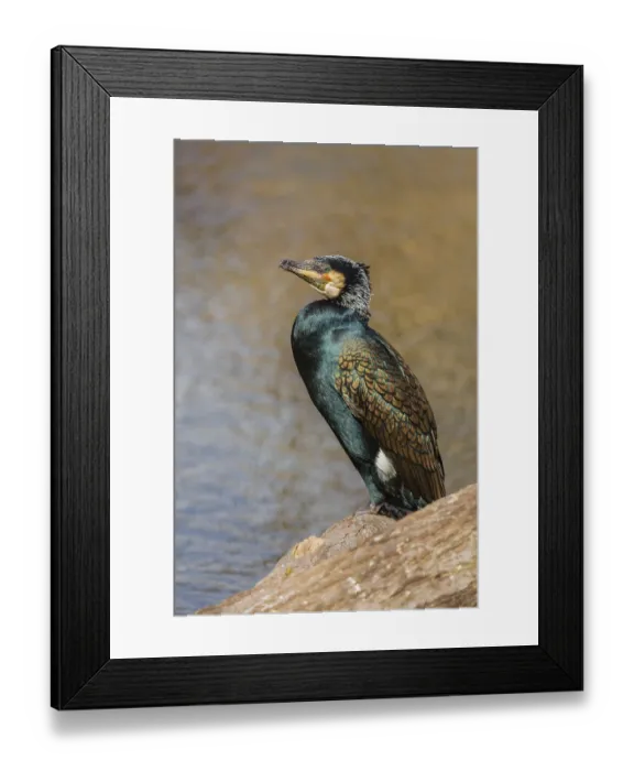 Framed Print : Great cormorant, Phalacrocorax carbo Framed Print : Great cormorant, Phalacrocorax carbo