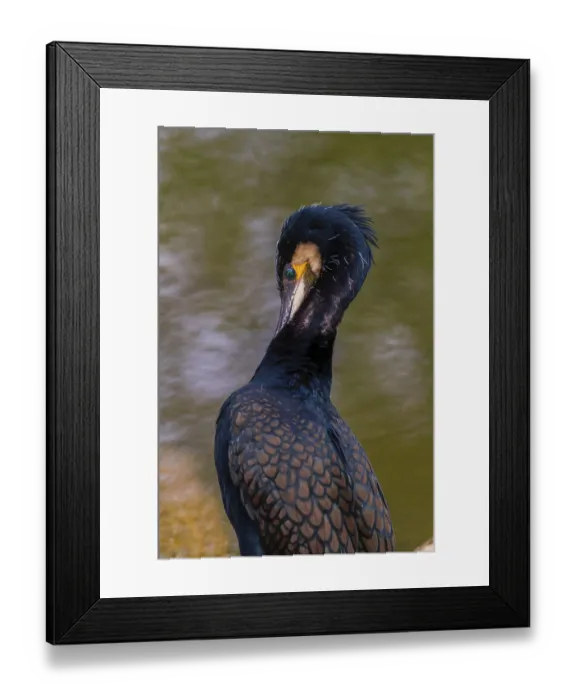 Framed Print : Great cormorant, Phalacrocorax carbo Framed Print : Great cormorant, Phalacrocorax carbo