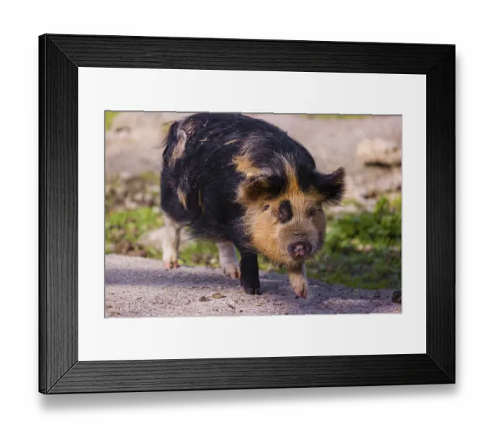Framed Print : Kunekune pig, sus scrofa domesticus Framed Print : Kunekune pig, sus scrofa domesticus