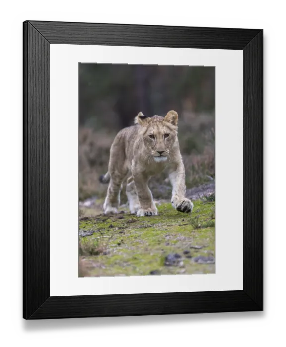Framed Print : One female young lion (Panthera leo) running at a forest edge Framed Print : One female young lion (Panthera leo) running at a forest edge