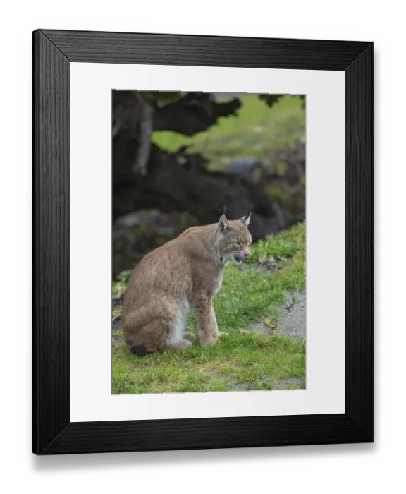 Framed Print : One Eurasian lynx, (Lynx lynx)