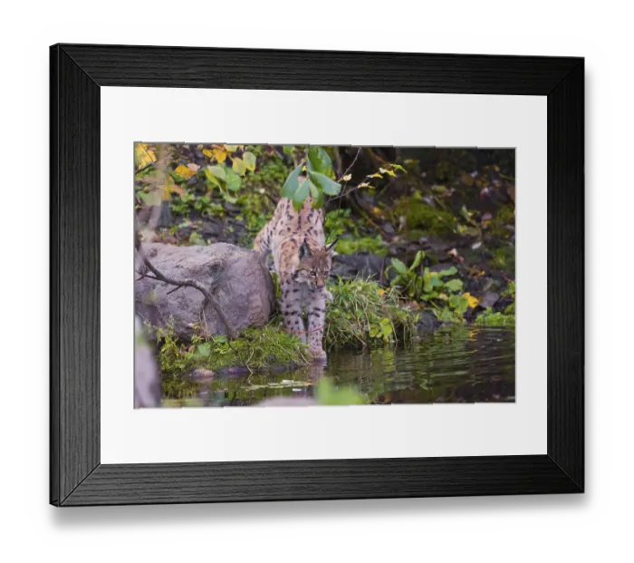 Framed Print : A young Eurasian lynx, (Lynx lynx) stands partially in the water of a pond