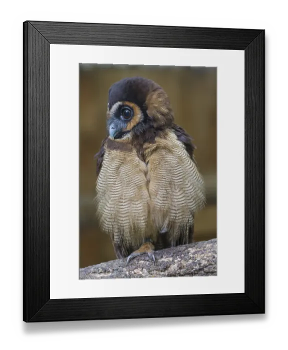 Framed Print : One Brown Wood Owl (Strix leptogrammica) sitting on a branch Framed Print : One Brown Wood Owl (Strix leptogrammica) sitting on a branch