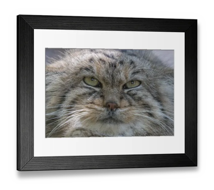 Framed Print : Portrait of a Pallas's cat (Otocolobus manul) or Manul