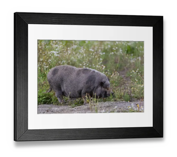 Framed Print : One Minipig, Sus scrofa domesticus