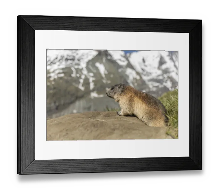 Framed Print : One adult Alpine Marmot, Marmota marmota Framed Print : One adult Alpine Marmot, Marmota marmota