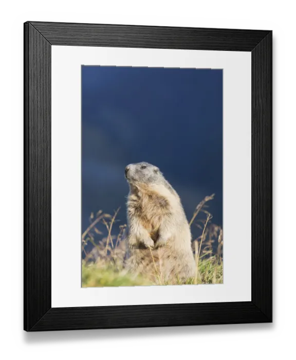 Framed Print : One adult Alpine Marmot, Marmota marmota Framed Print : One adult Alpine Marmot, Marmota marmota