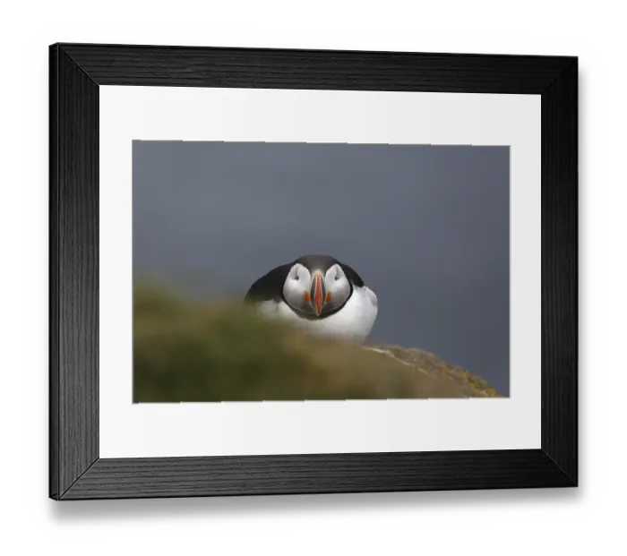Framed Print : Atlantic Puffin, Common Puffin Framed Print : Atlantic Puffin, Common Puffin