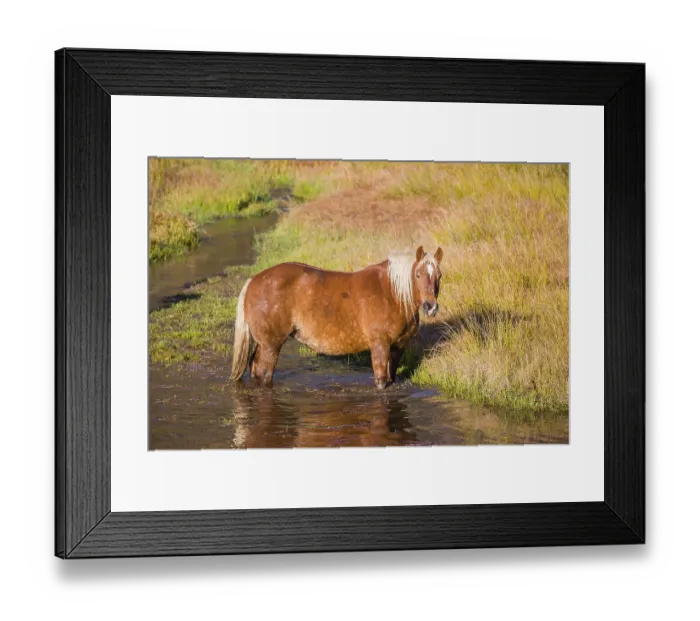 Framed Print : A heavy horse of mixed breed stands in the water of a small pond and enjoys its life on a sunny autumn day Framed Print : A heavy horse of mixed breed stands in the water of a small pond and enjoys its life on a sunny autumn day