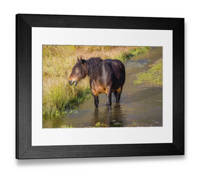 Framed Print : A heavy horse of mixed breed stands in the water of a small pond and enjoys its life on a sunny autumn day