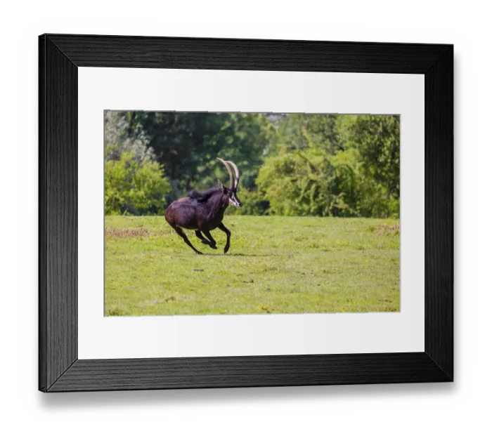 Framed Print : A male Sable antelope, Hippotragus niger runs across a hilly green meadow at a forest edge