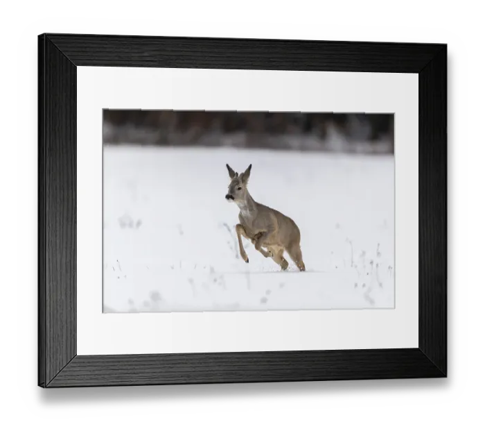 Framed Print : One young male Roe Deer, Roe buck (Capreolus capreolus)