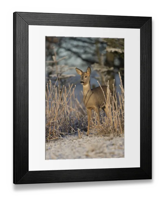 Framed Print : Roe deer standing in hoar frosted dead stinging nettle at minus 15 °C at sunrise