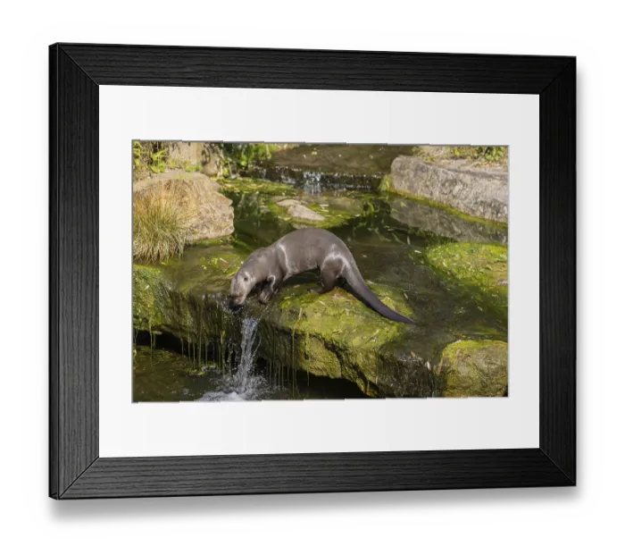 Framed Print : One giant otter or giant river otter (Pteronura brasiliensis)