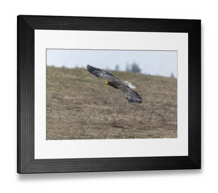 Framed Print : One young Steller's sea eagle (Haliaeetus pelagicus) flying over a lake while snow is falling Framed Print : One young Steller's sea eagle (Haliaeetus pelagicus) flying over a lake while snow is falling