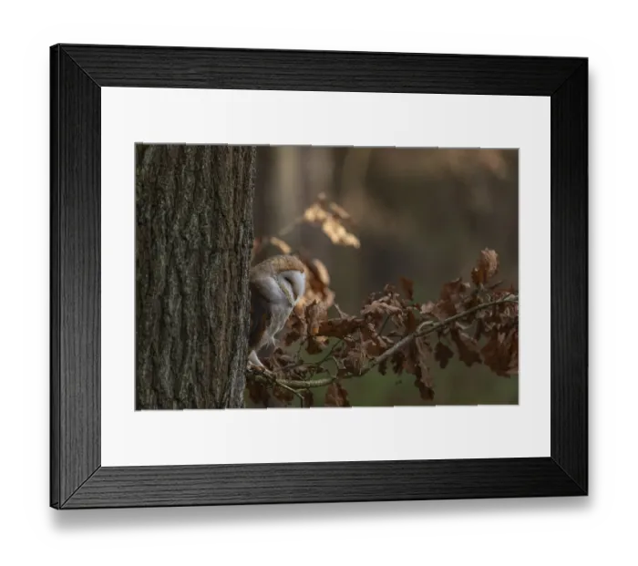 Framed Print : One barn owl (Tyto alba) sitting on a twig of a beech tree with some autumnal coloured leafs