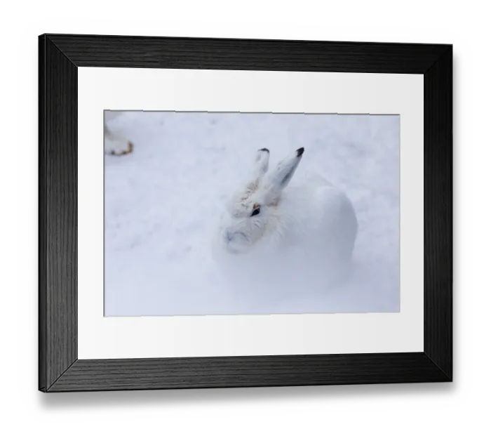 Framed Print : One mountain hare (Lepus timidus)sits in snowy hilly terrain