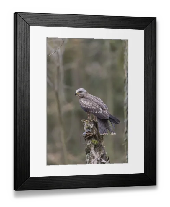 Framed Print : One black kite (Milvus migrans) sitting on a dead birch tree in a forest Framed Print : One black kite (Milvus migrans) sitting on a dead birch tree in a forest