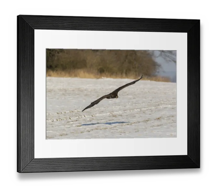 Framed Print : One white-tailed eagle (Haliaeetus albicilla) Framed Print : One white-tailed eagle (Haliaeetus albicilla)