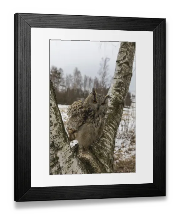 Framed Print : One Siberian Eagle Owl (Bubo bubo sibiricus) sitting on a branch of a birch tree