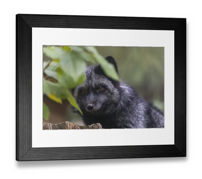 Framed Print : One silver fox (Vulpes vulpes) sitting behind a rotten tree stump and hidden behind some green leafes
