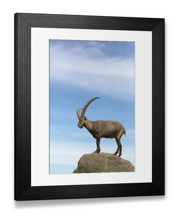 Framed Print : One adult ibex (Capra ibex)