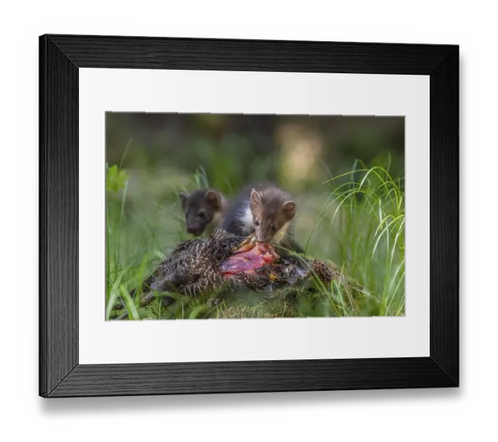 Framed Print : Two beech marten (Martes foina)
