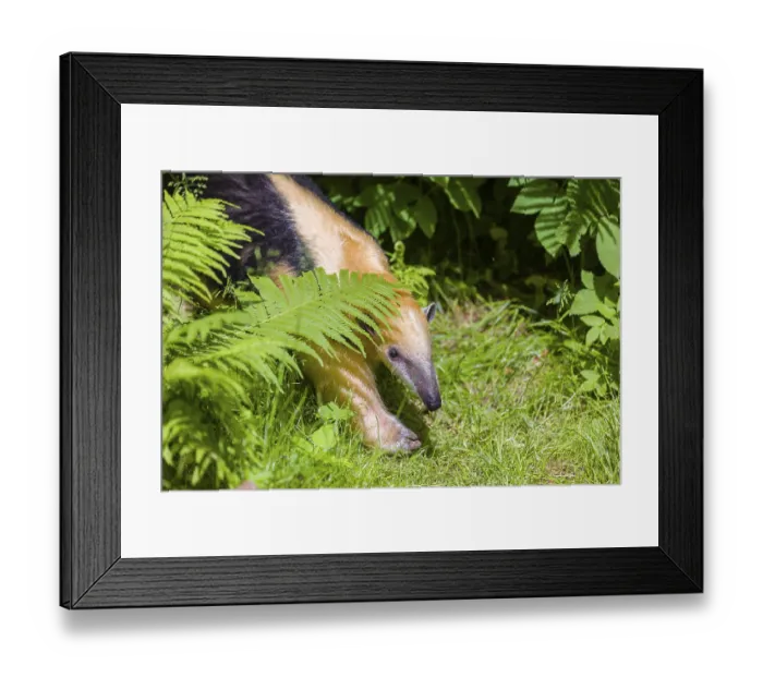 Framed Print : A southern tamandua (Tamandua tetradactyla) Framed Print : A southern tamandua (Tamandua tetradactyla)