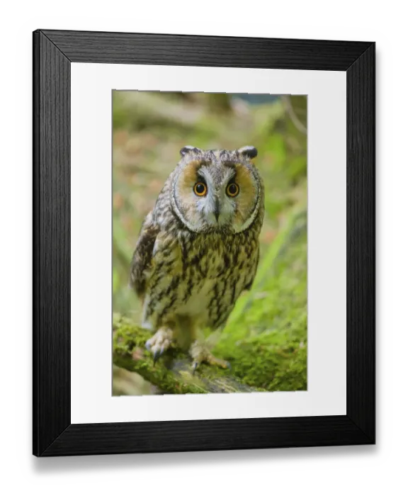 Framed Print : One long-eared owl (Asio otus)