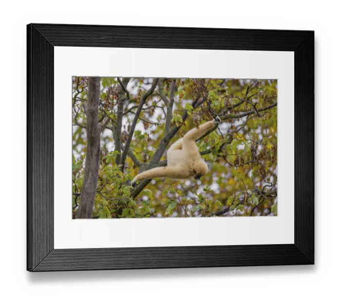 Framed Print : A White-handed gibbon, Hylobates lar