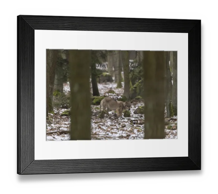 Framed Print : One young male eurasian gray wolf (Canis lupus lupus)