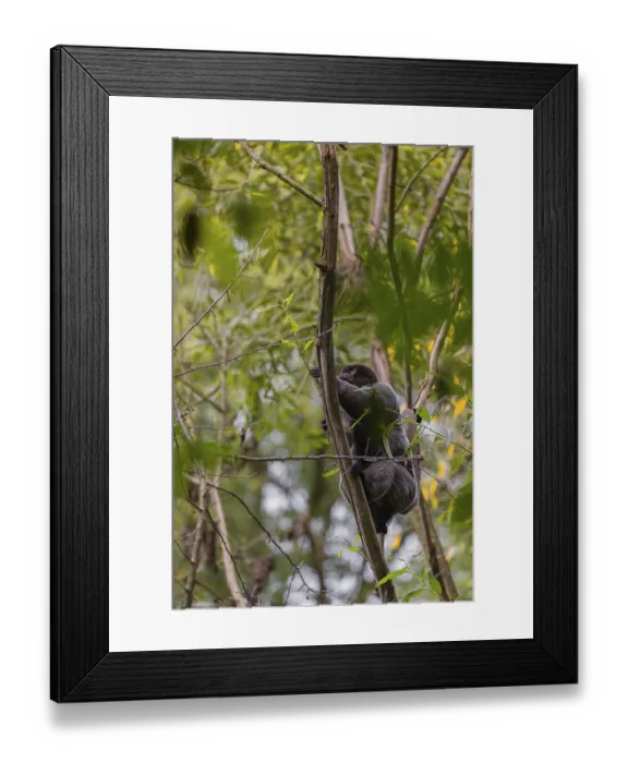 Framed Print : A common woolly monkey, brown woolly monkey