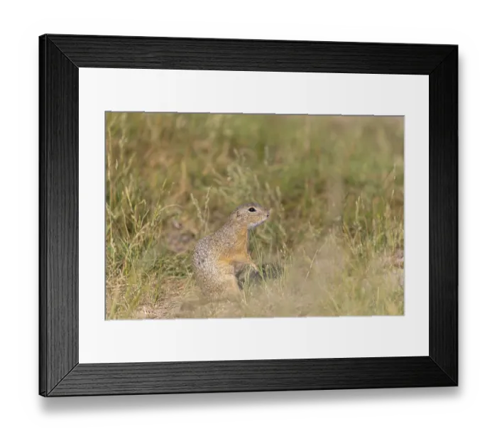 Framed Print : European ground squirrel (Spermophilus citellus) or European souslik sitting on sand and in tall grass feeding on seeds