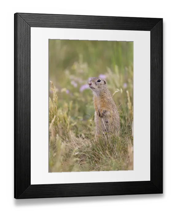 Framed Print : One European ground squirrel (Spermophilus citellus) Framed Print : One European ground squirrel (Spermophilus citellus)