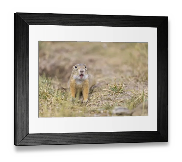 Framed Print : One European ground squirrels (Spermophilus citellus) or European souslik feeding on seeds sitting in grass