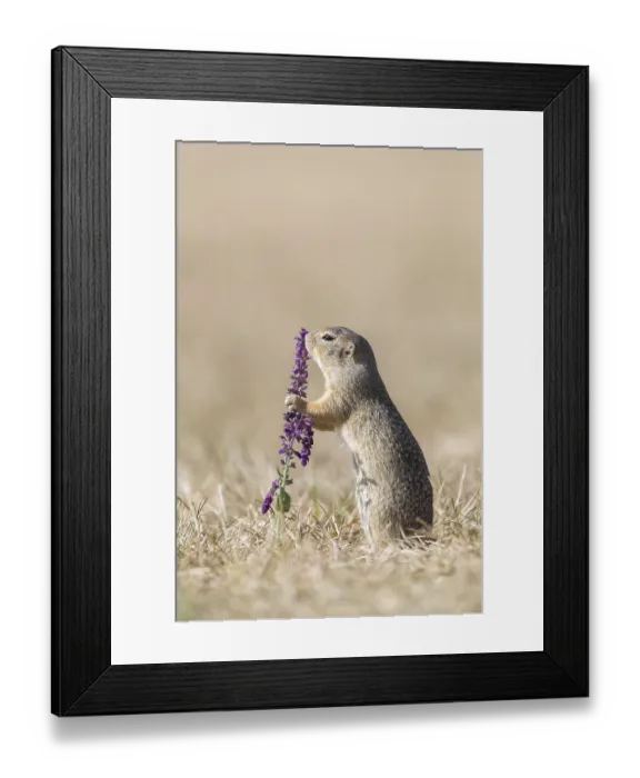 Framed Print : One European ground squirrel (Spermophilus citellus)