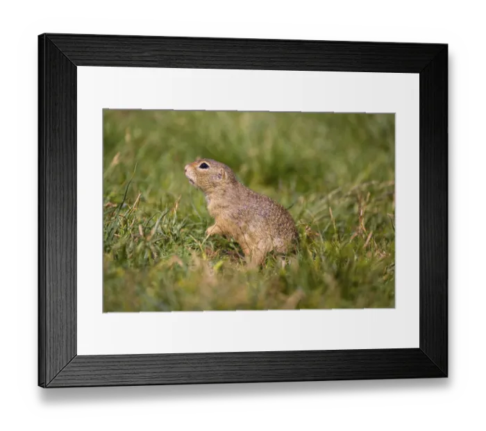 Framed Print : A European ground squirrel (Spermophilus citellus) or European souslik sits in green gras Framed Print : A European ground squirrel (Spermophilus citellus) or European souslik sits in green gras