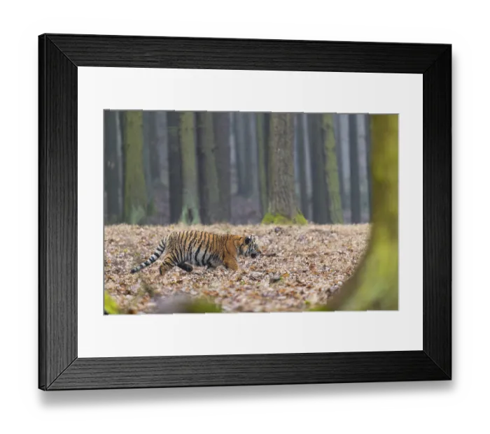 Framed Print : One young female Siberian Tiger Framed Print : One young female Siberian Tiger