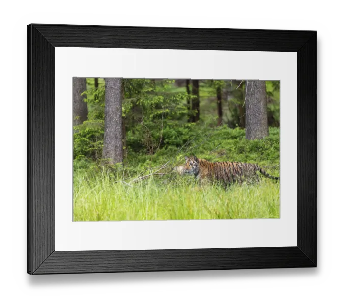 Framed Print : One young female Siberian Tiger Framed Print : One young female Siberian Tiger