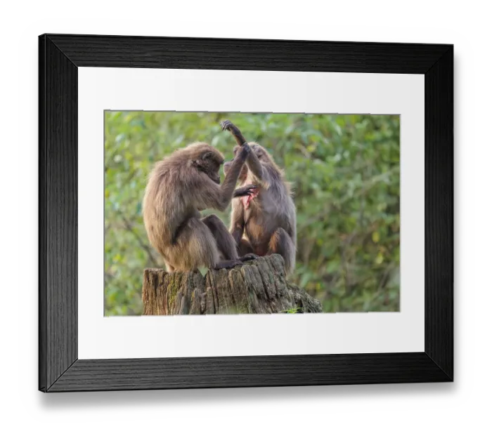 Framed Print : Two female Gelada (Theropithecus gelada)