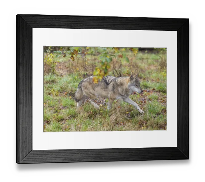 Framed Print : An adult grey wolf (Canis lupus lupus) runs through the dense undergrowth at the edge of the forest Framed Print : An adult grey wolf (Canis lupus lupus) runs through the dense undergrowth at the edge of the forest