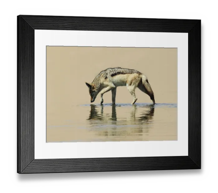 Framed Print : Silver Backed Jackal (Canis mesomelas) reflected in a pool of water