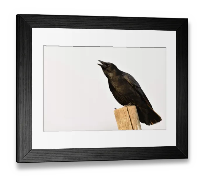 Framed Print : Cawing loudly... Raven crow (Corvus corone)